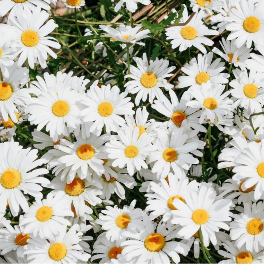 Meet your Posher, Tami